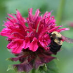 Landscaping for Pollinators