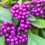 Florida Native Plant Workshop: Native Plants in the Managed Landscape