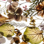 Botany Fundamentals