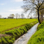 Stormwater BMPs: Filter Strips and Drainage Swales