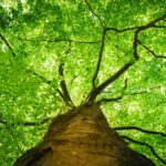 Threats to Trees and How to Increase Their Survival