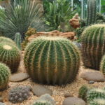 Incorporating Drought-Tolerant Plants (Xerophytes)