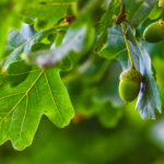 Tree Regulation, Identification, and Assessment