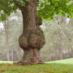 Best Practices for Managing Tree Disease