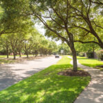 Protect and Preserve: Advanced Tree Preservation and Arboriculture