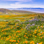 Native vs. Nonnative Plants: Examining the Science Behind the Controversy