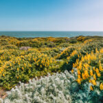 Key Concepts in Ecology for Site Design