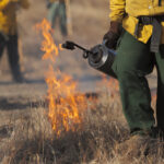 Using Fire as a Management Tool