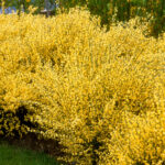 Focus on Native, Exotic and Invasive Species