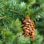Conifer Workshop