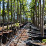 Tree Selection, Planting, and Establishment