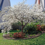 Northeast Native Plant Workshop: Native Plants in the Managed Landscape