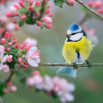 Creating a Bird-Friendly Native Landscape