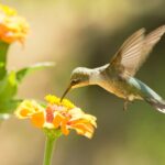 Developing a Succession of Bloom for Pollinators