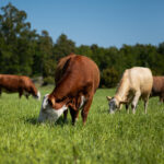 Prescribed Grazing for Grassland Fuel Management