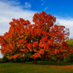 Tree Smarts: From Regulations to Risk