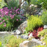 Stonecrops, Succulents and Scree: Ultra Drought-tolerant Plants and Gardens for the Northern Temperate Regions