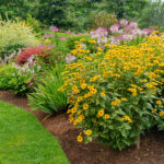 Perennials: Planting, Maintenance, and Selection