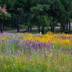 Best Practices for Native Plant Selection