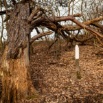 Property Rights in Practice: Navigating Easements, Takings and Eminent Domain