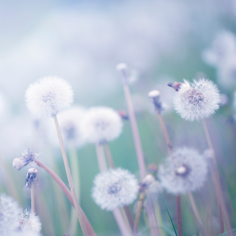 Cover Art for "Dandelions (arr. Glauco Fernandes)" by Ruth B