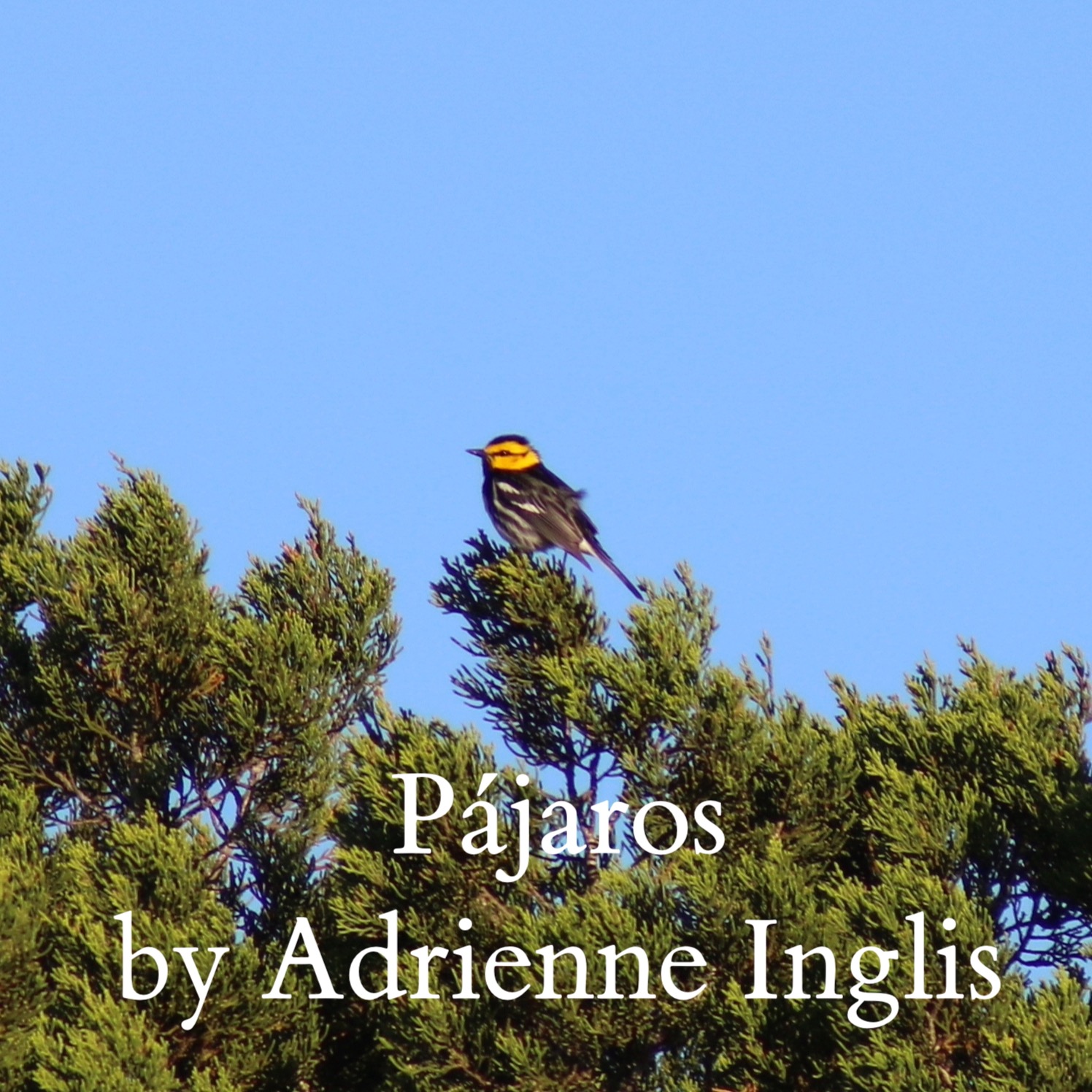 Cover Art for "Pájaros (Birds) for solo flute and strings" by Adrienne Inglis (ASCAP)
