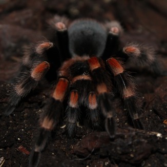 Carátula para "Itsy Bitsy Spider (arr. Dominic Meccia)" por Traditional