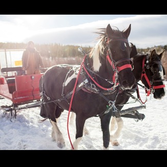 Cover Art for "SLEIGH RIDE" by Linda Schooley