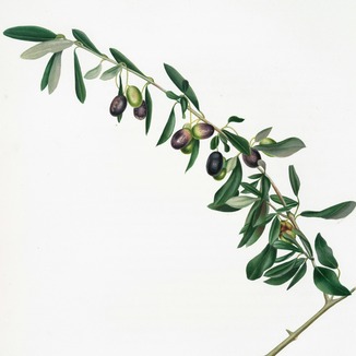 Couverture pour "Love Your Enemies" par Melissa J Hall