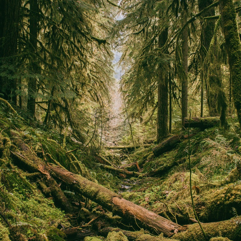 Cover Art for "Over The River And Through The Woods (arr. Dominic Meccia)" by Traditional