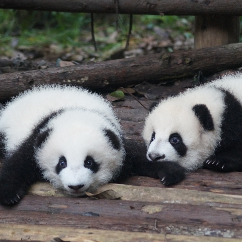 Abdeckung für "Panda" von Jeffrey Willis