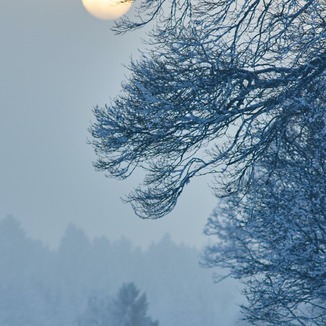 Carátula para "Silent Night (arr. Dominic Meccia)" por Franz X. Gruber
