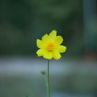 Cover Art for "Lonely Like Me" by Composer: Chetwynd Seal