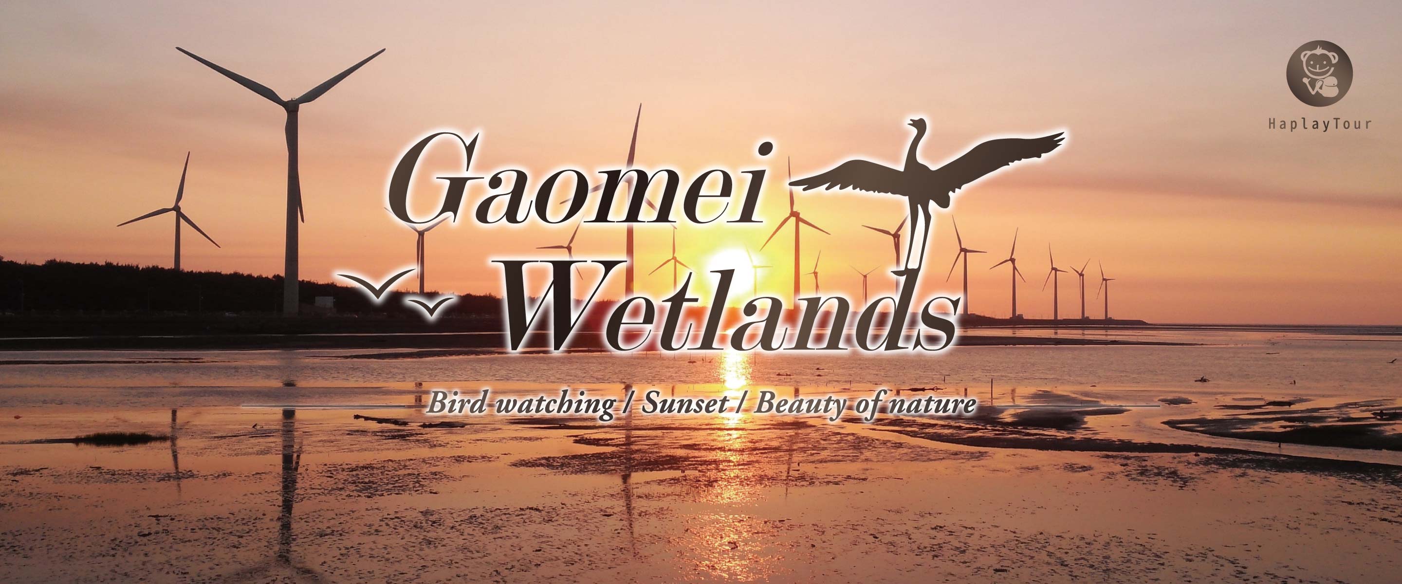 專業包車旅遊帶你Taiwan走透透?