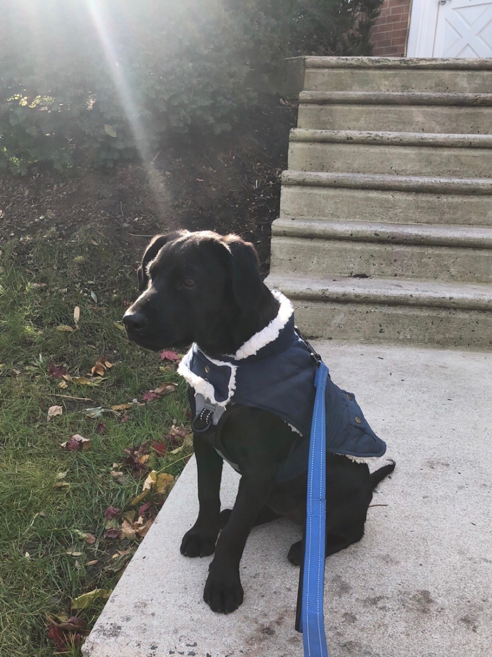 Dog- Henry