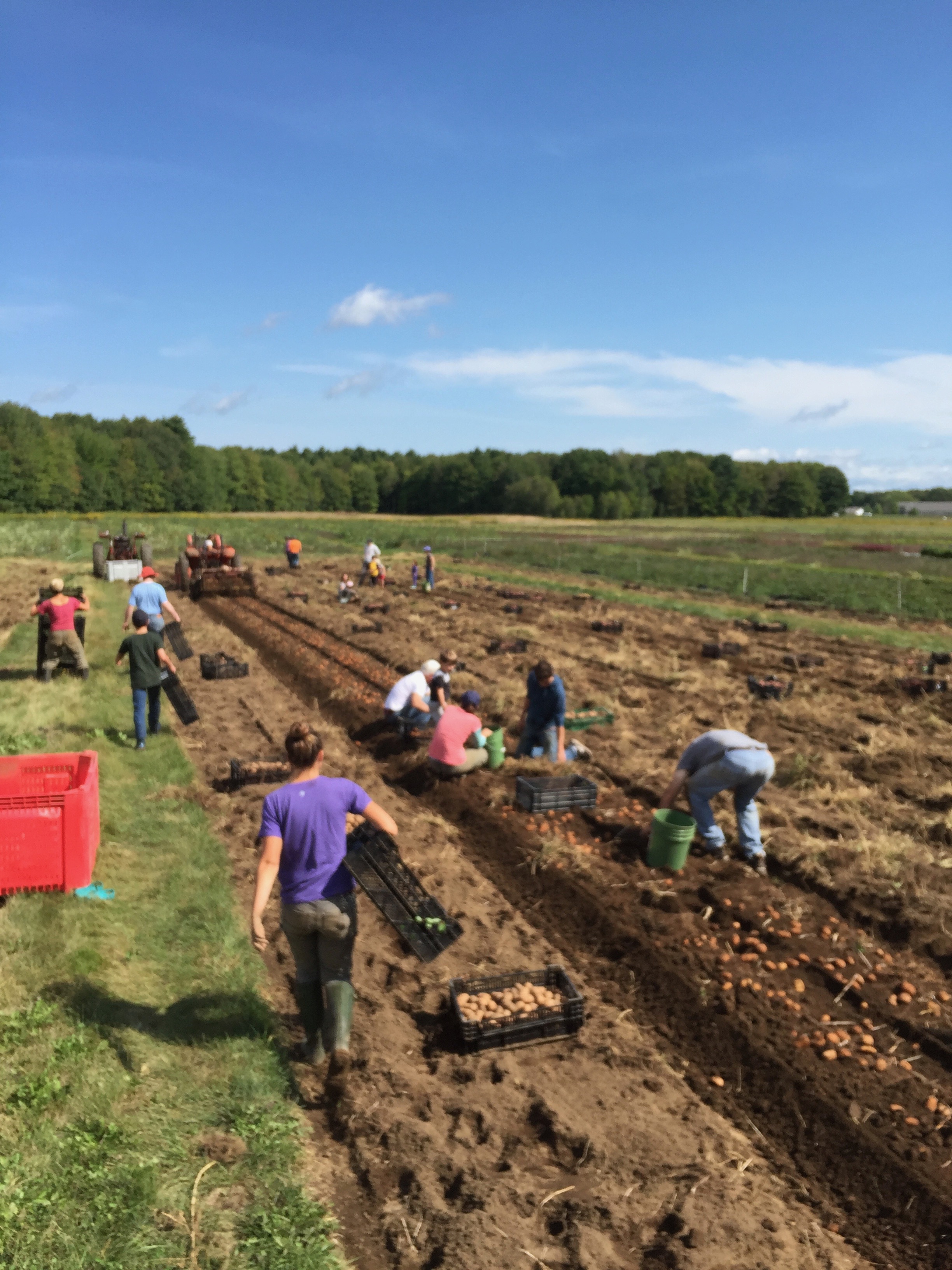 Labor on labor Day Farm Happenings at Crystal Spring Farm Harvie