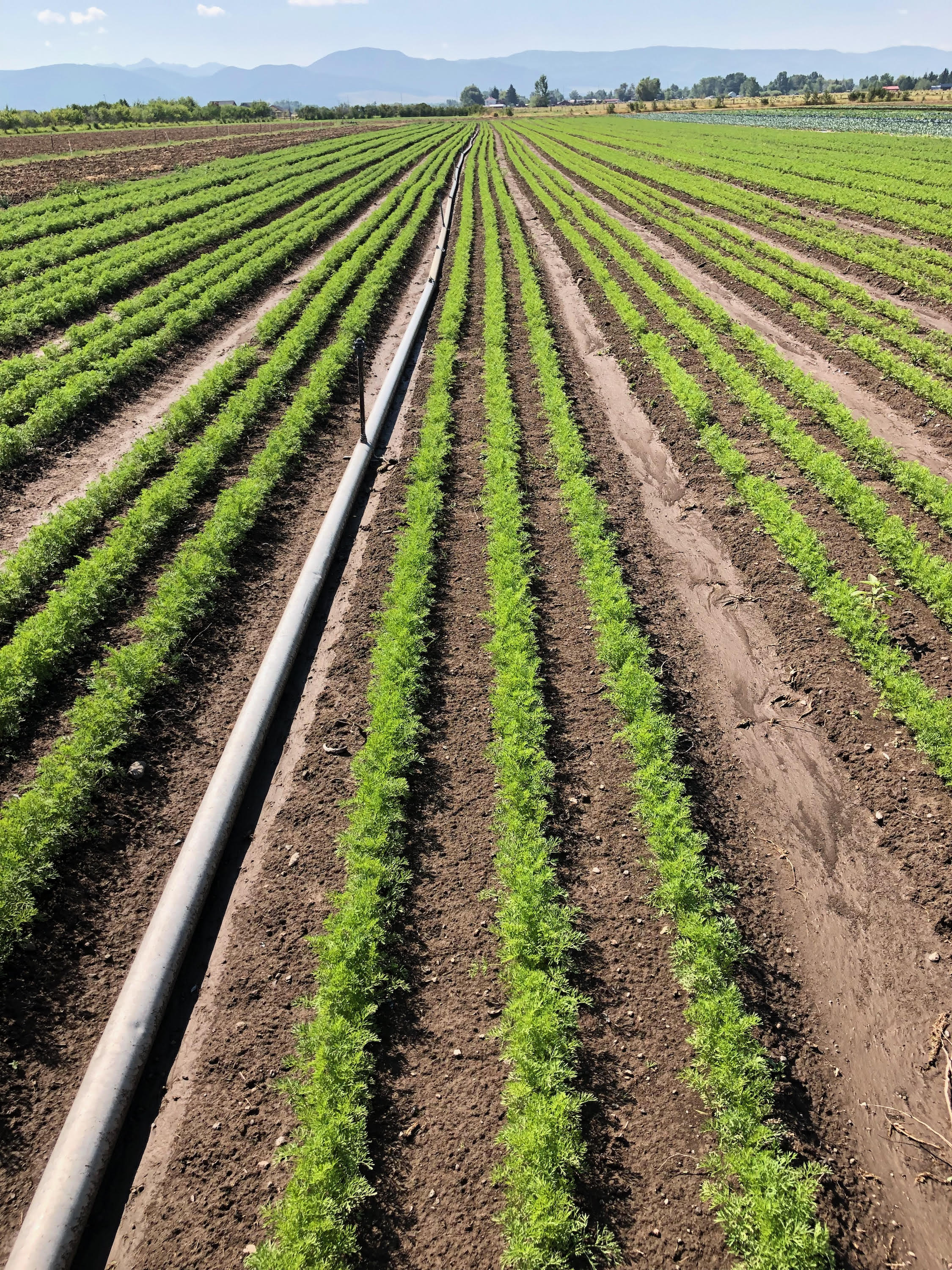 Quick Update from the Farm - Farm Happenings at Strike Farms - Harvie