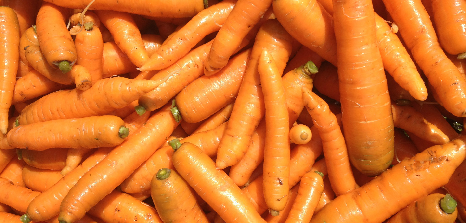 Late Season Share 4 Reindeer LOVE our Carrots! Farm Happenings at