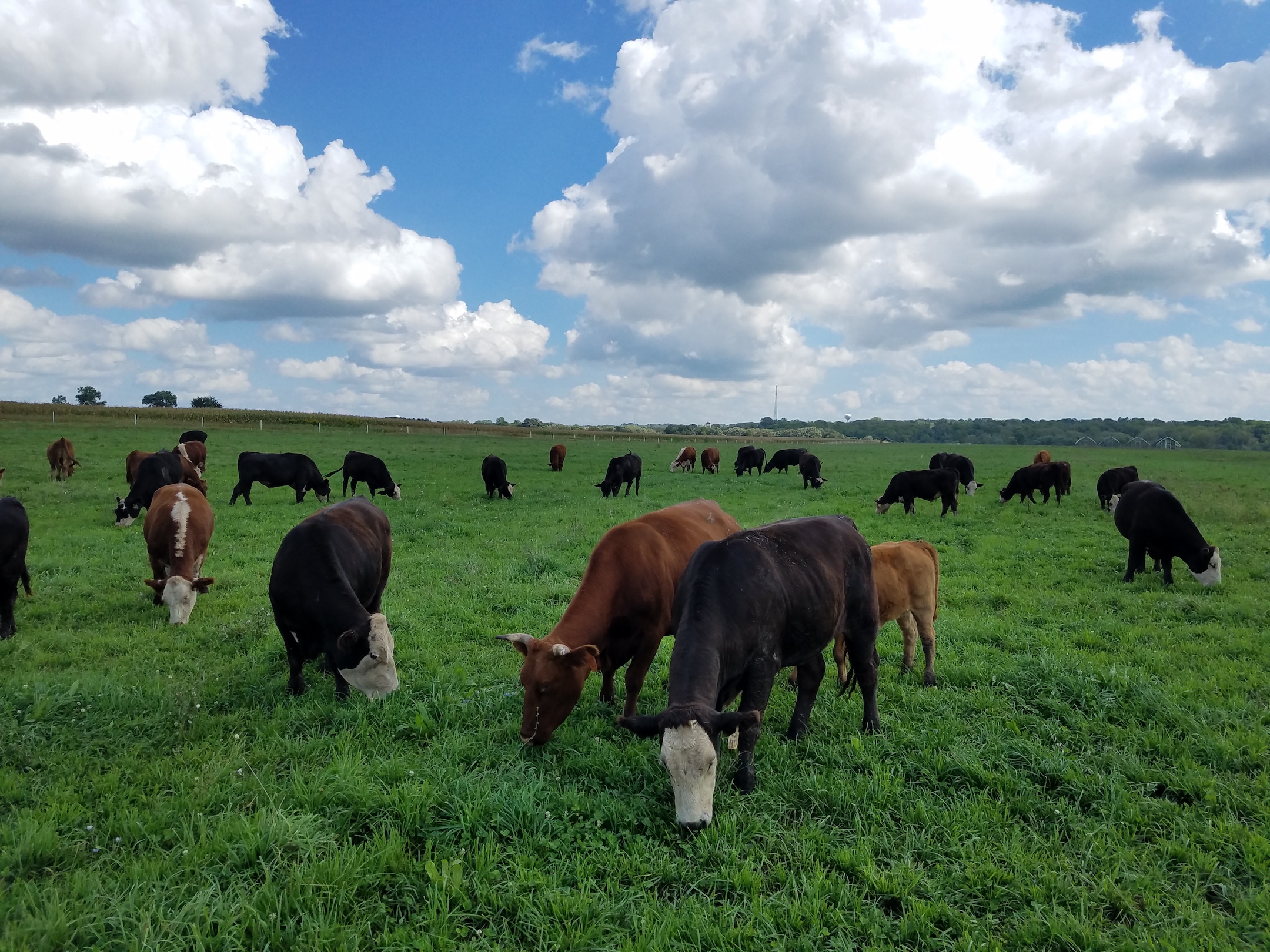 Blueberries, Dry Beans and Hot Cows! Farm Happenings at All Grass