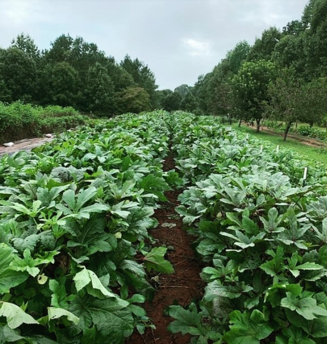 Farming is rough sometimes! - Farm Happenings at Collective Harvest ...