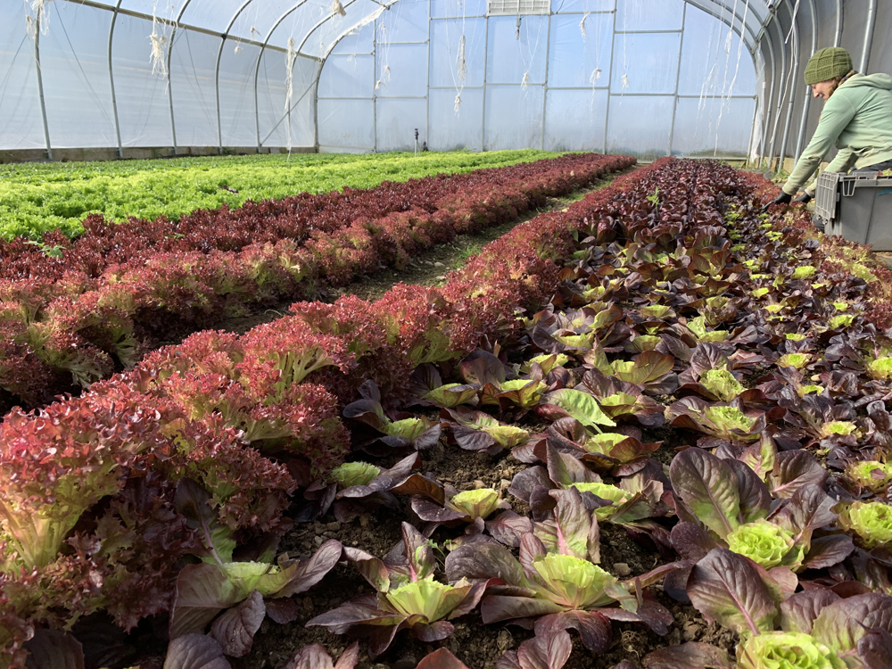 * ALL DELIVERIES are on Tuesday this Week, November 26, 2019 * Farm