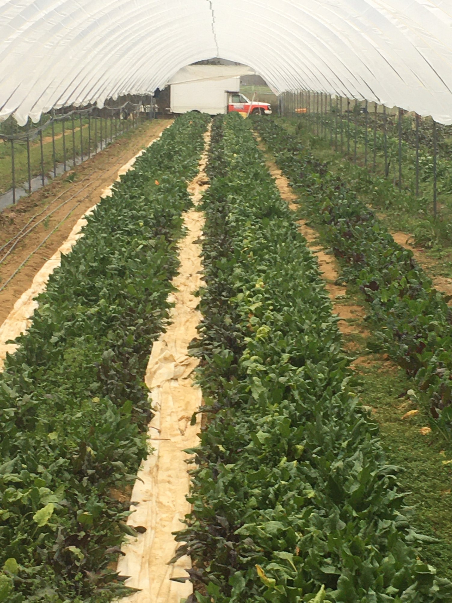 farm-happenings-for-february-24-2020-farm-happenings-at-rise-n-shine