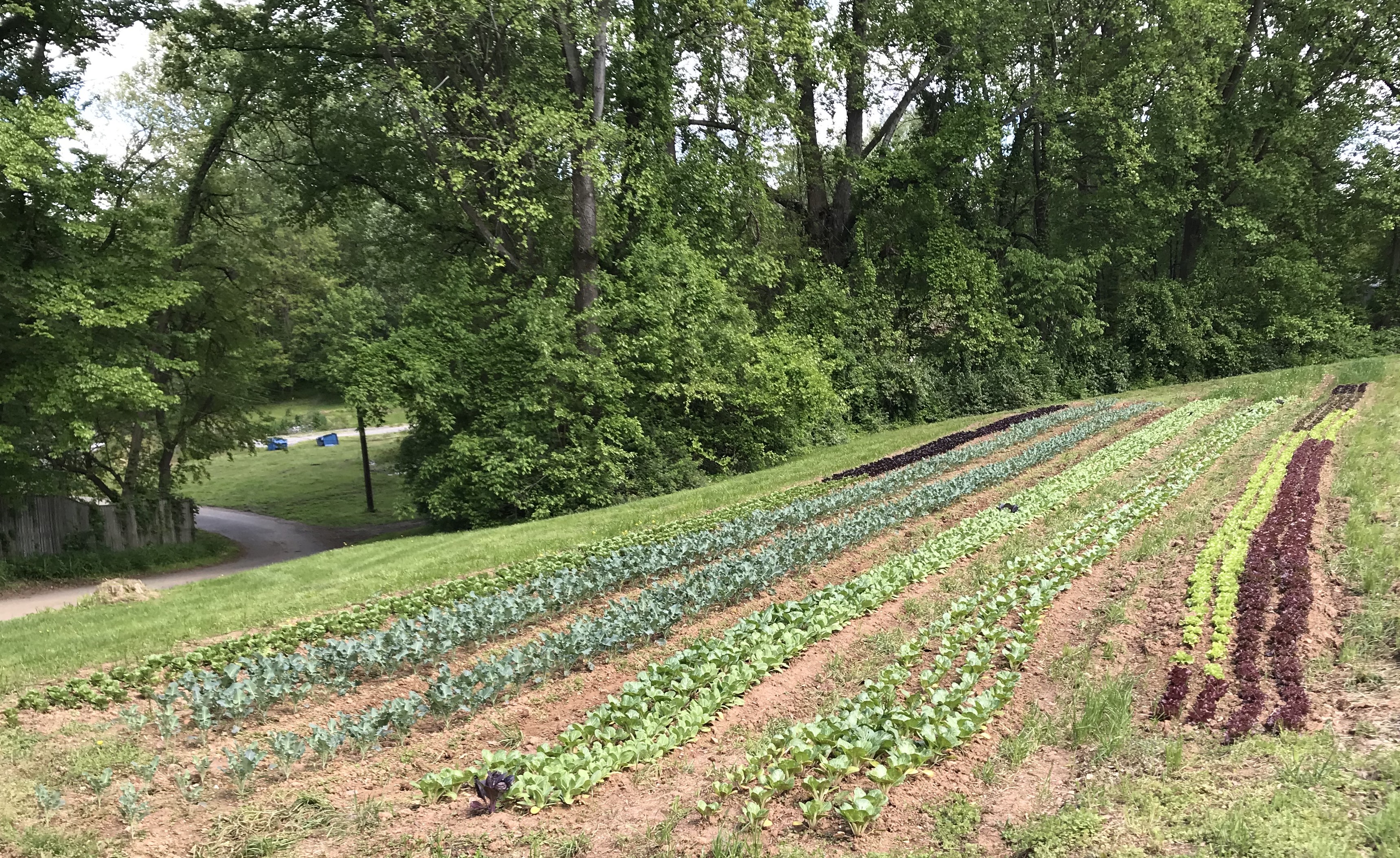 Farm Happenings for May 30, 2020 Farm Happenings at Potomac Vegetable