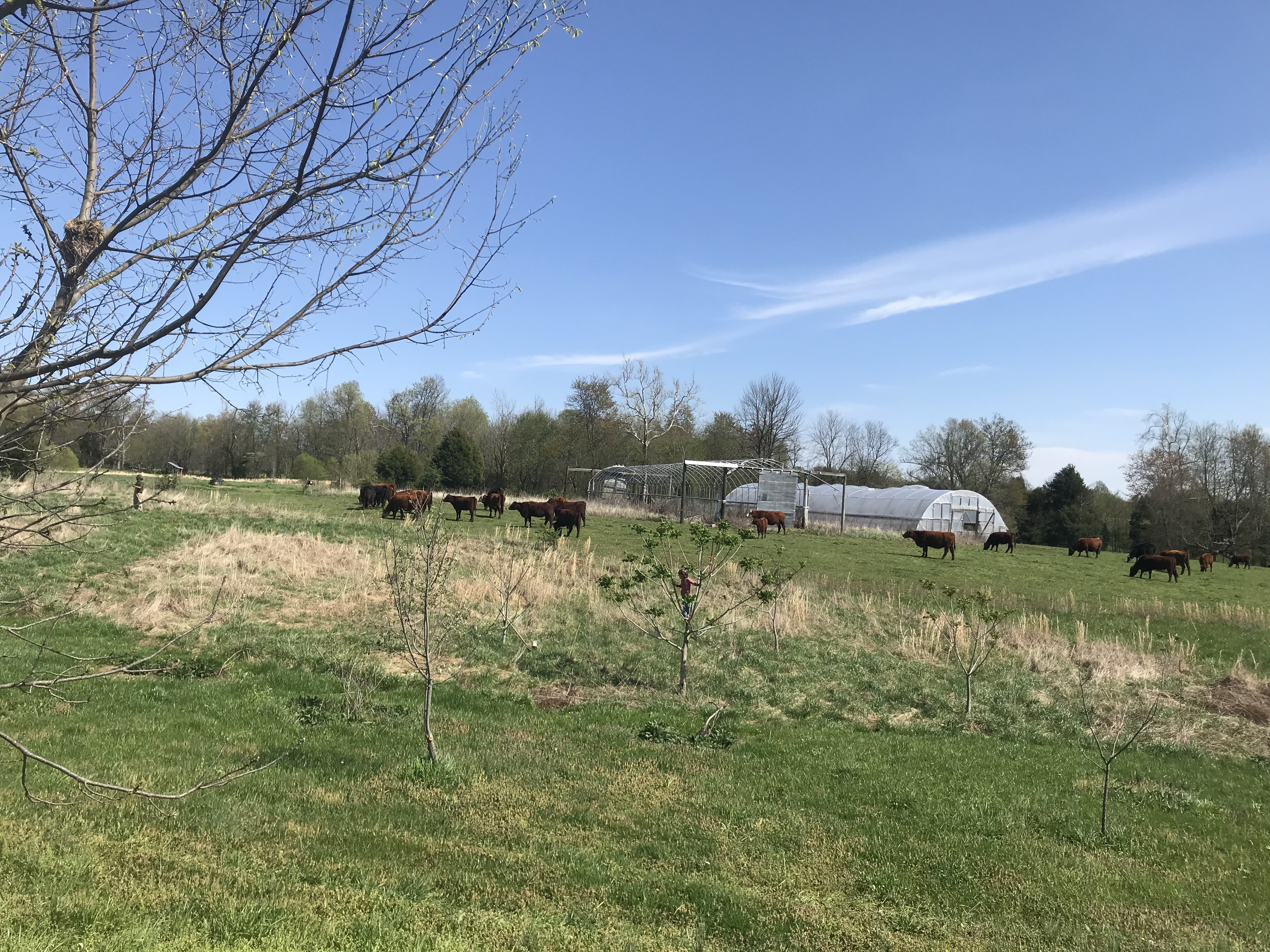 Meat Farm Happenings for May 26, 2020 Farm Happenings at Barr Farms