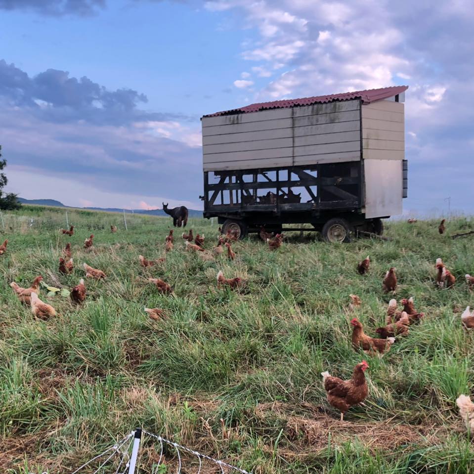 CSA Week 2 greens, sweet radishes and herbs galore Farm Happenings
