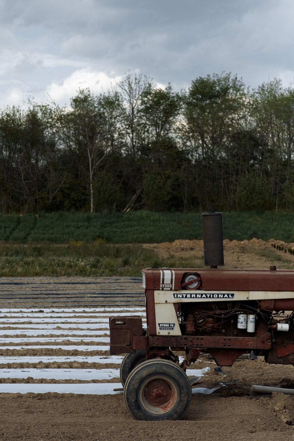 CSA Week 3 new greens, herbs + sales on extras Farm Happenings at