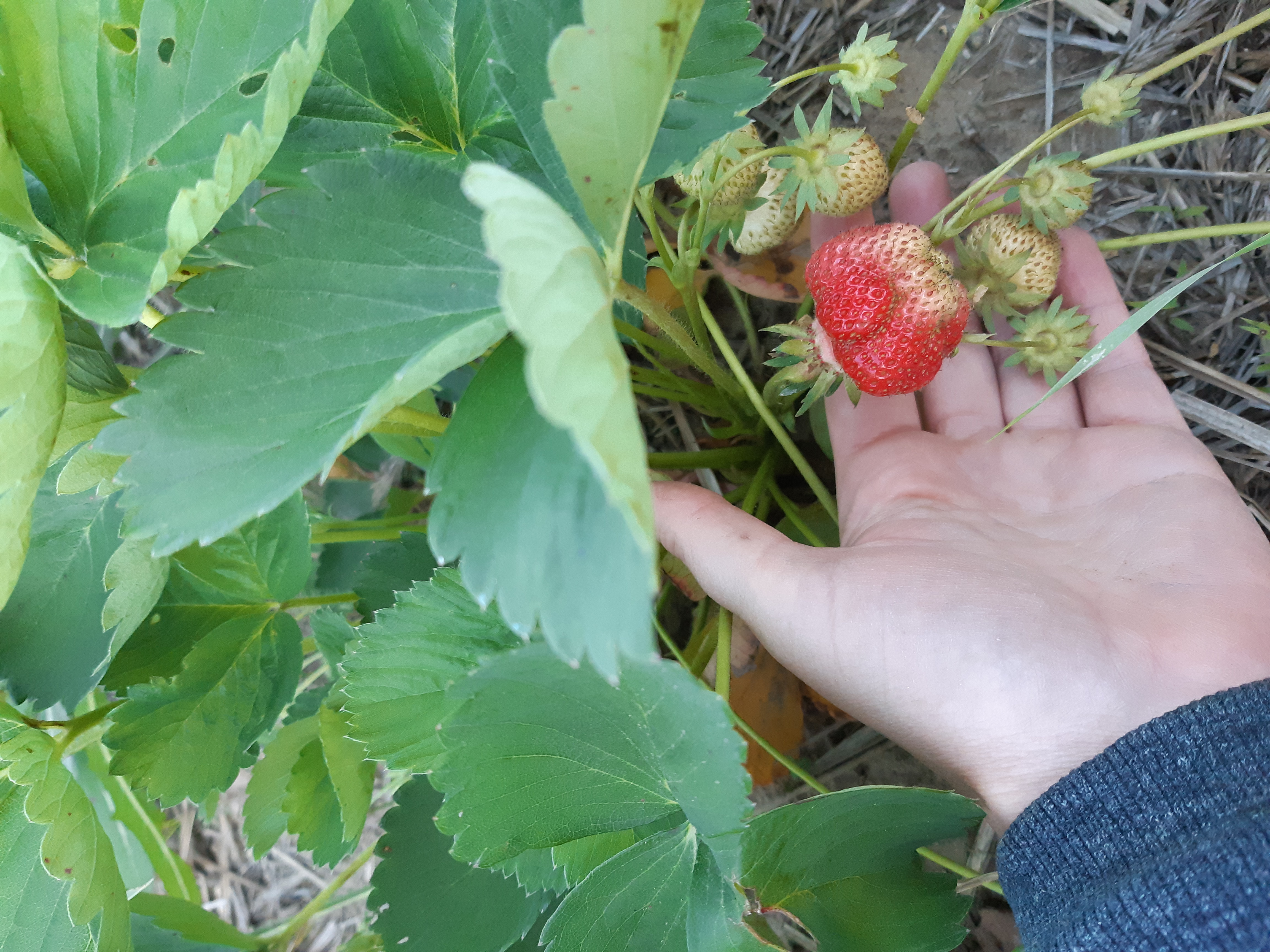 Farm Happenings for June 18, 2020 Farm Happenings at Wooler Dale Farm