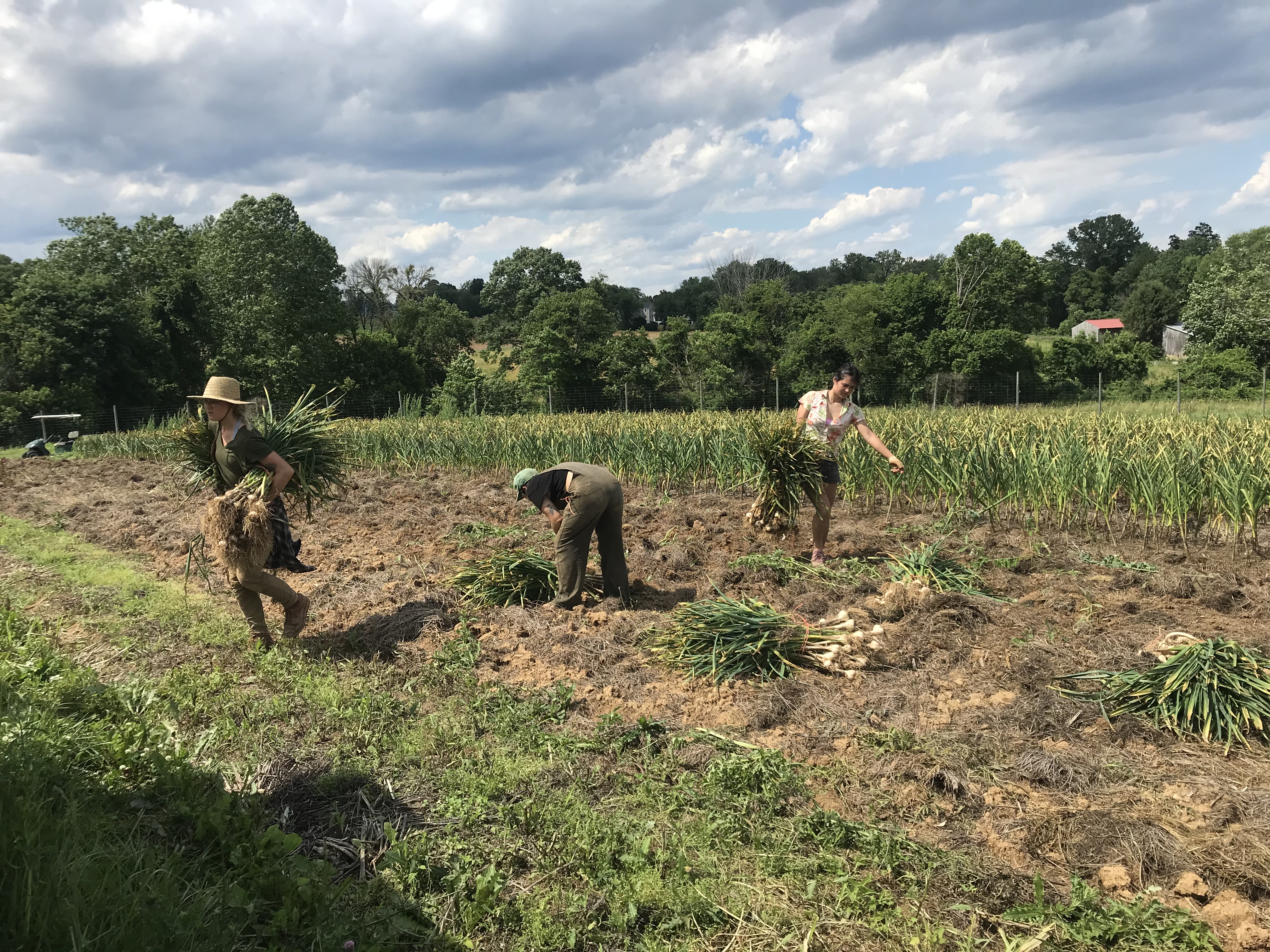 Week 7 Plants Love This Swampy Weather Farm Happenings At Potomac Vegetable Farms Harvie