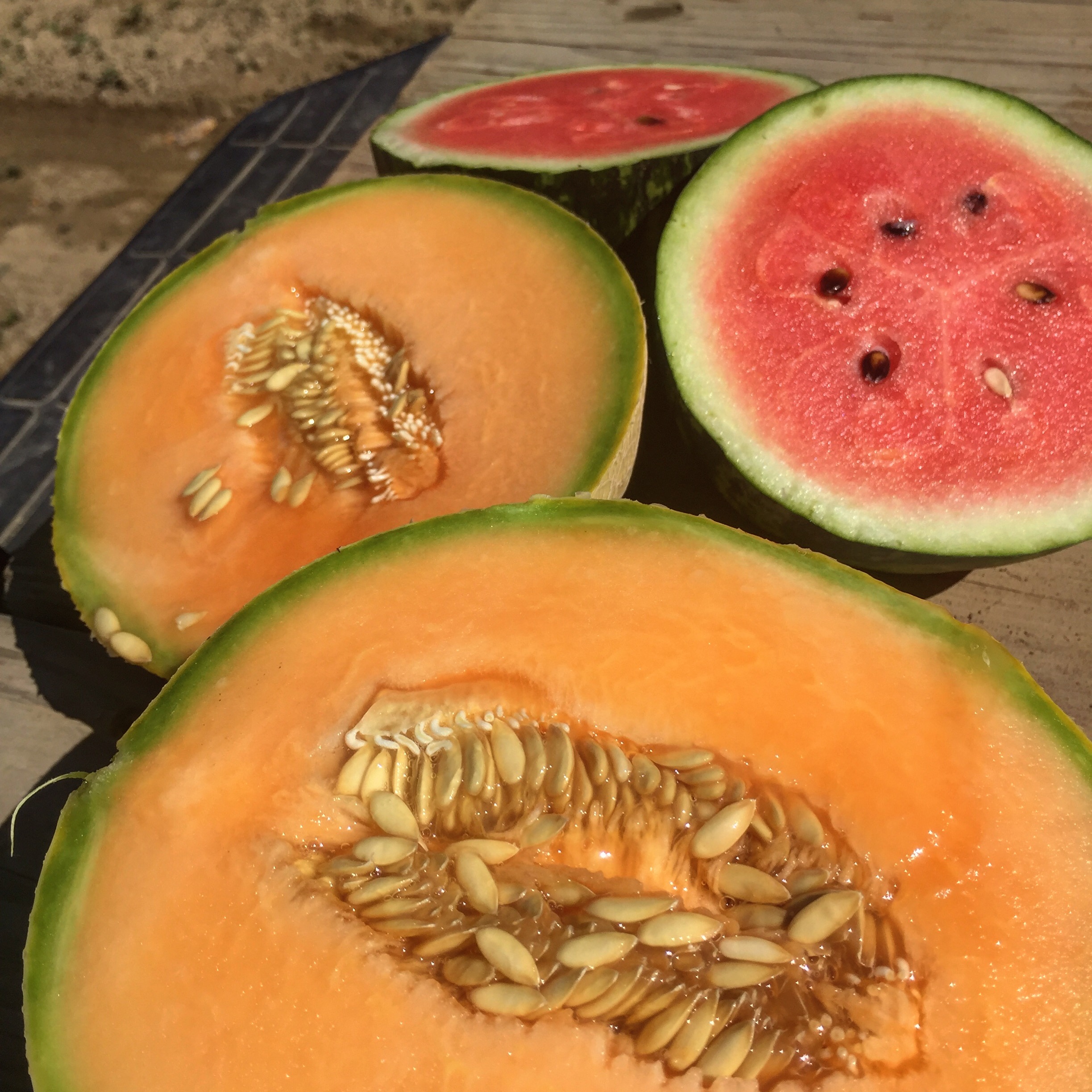 Week 10! It's Melon Season! Farm Happenings at Harvest Tide Organics