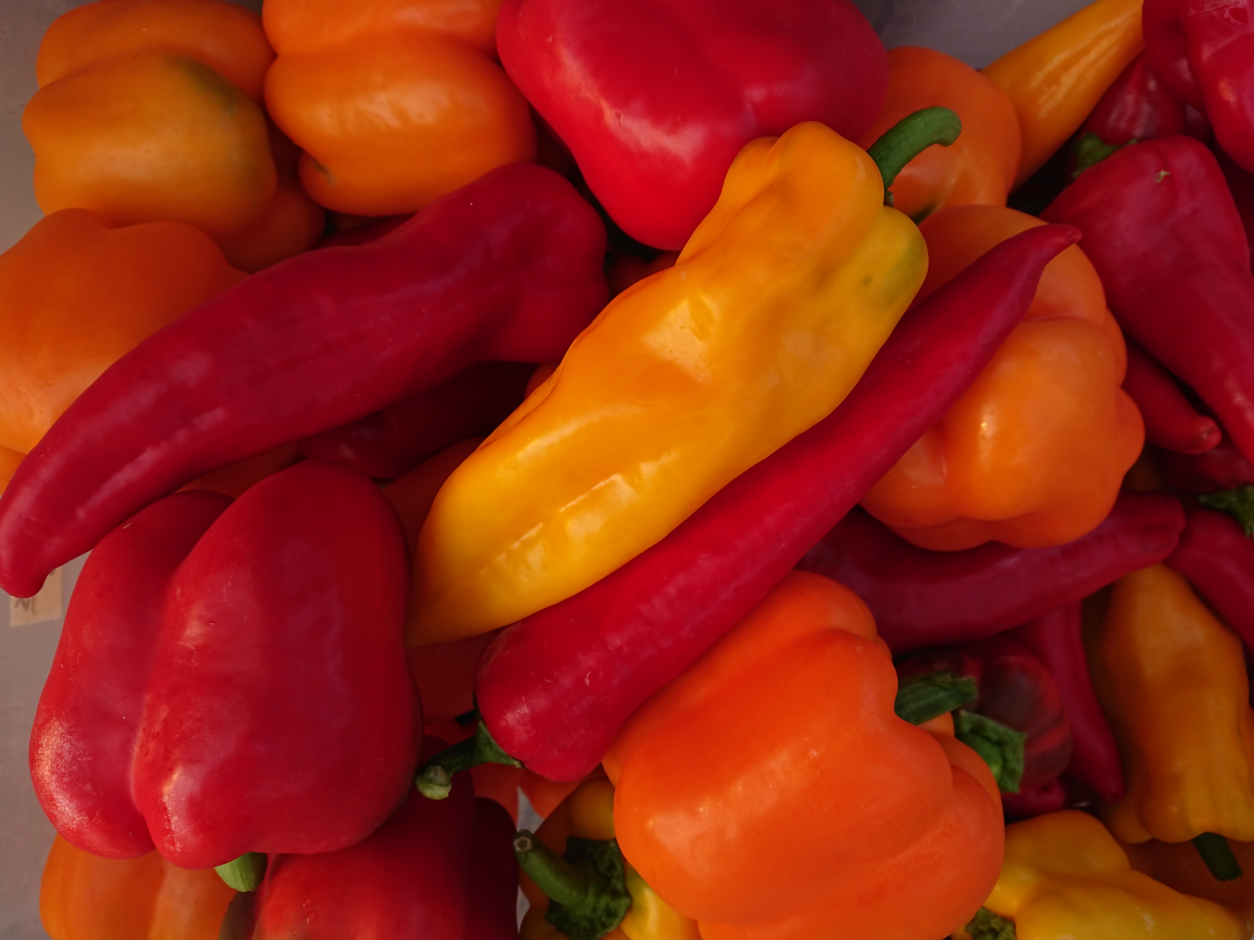 farm-happenings-week-13-farm-happenings-at-aspen-moon-farm-harvie
